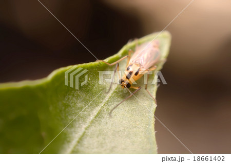 chironomid macro  on green background 18661402