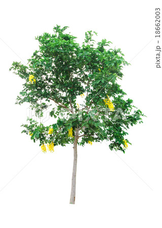 Golden Shower(cassia fistula) tree isolated on  18662003