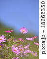 ピンク色のコスモス 18662350
