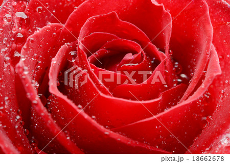赤い薔薇 18662678