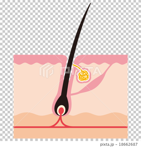 Cross-sectional view of hair root 18662687