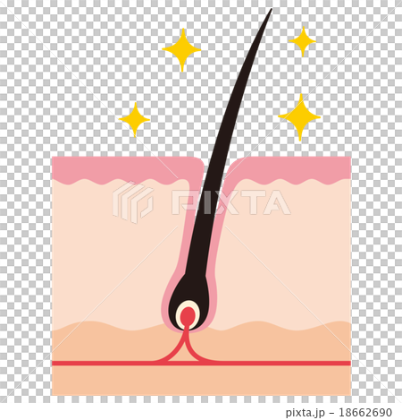 Sectional view of hair root Road clean pore 18662690
