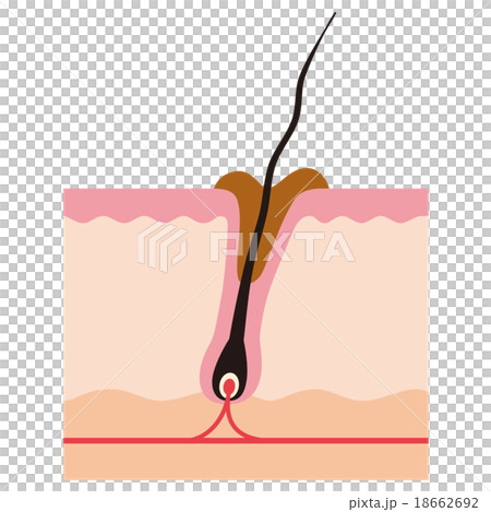 髮根的剖面圖根源毛孔 18662692