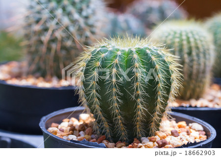 Cactus in flower pot Cactus in flower pot 18662903