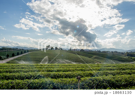 Tea Plantations Tea Plantations 18663130