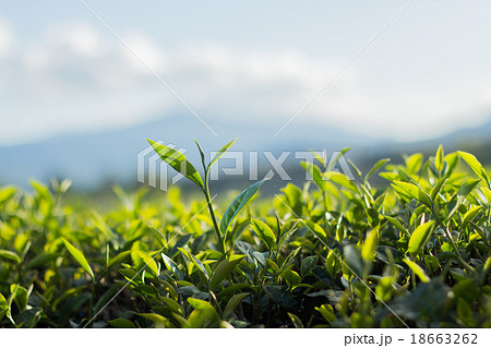 Tea bud and leaves. Tea plantations,Thailand. Tea bud and leaves. Tea plantations,Thailand. 18663262