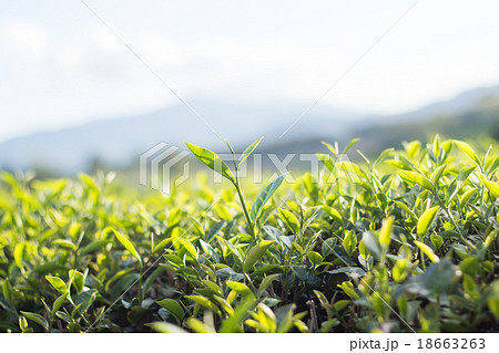 Tea bud and leaves. Tea plantations,Thailand. 18663263