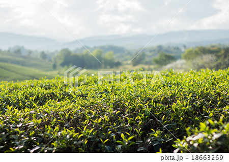 Tea bud and leaves. Tea plantations,Thailand. 18663269