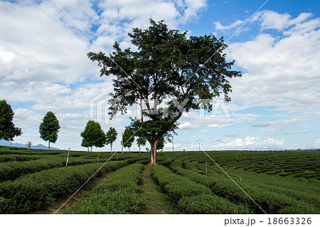 Tea Plantations Tea Plantations 18663326