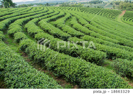 Tea Plantations 18663329