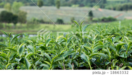 Tea bud and leaves. Tea plantations,Thailand. 18663332
