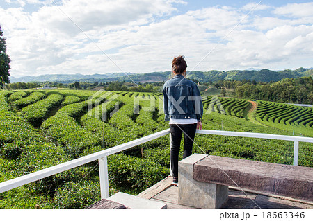 Tea Plantations Tea Plantations 18663346