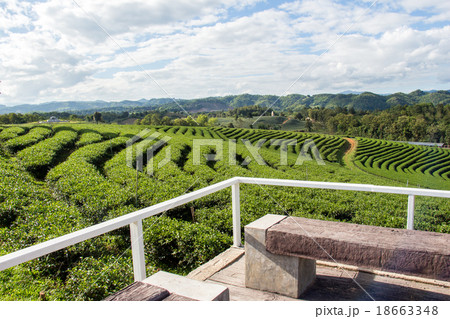 Tea Plantations 18663348