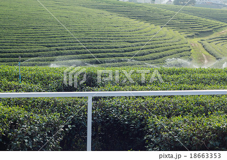 Tea Plantations Tea Plantations 18663353