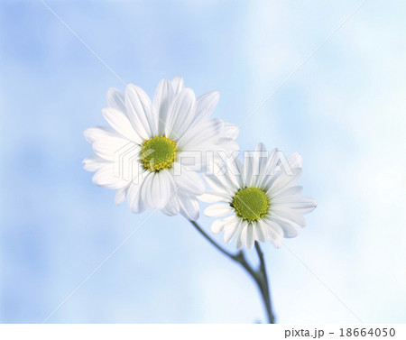 白いガーベラ 18664050