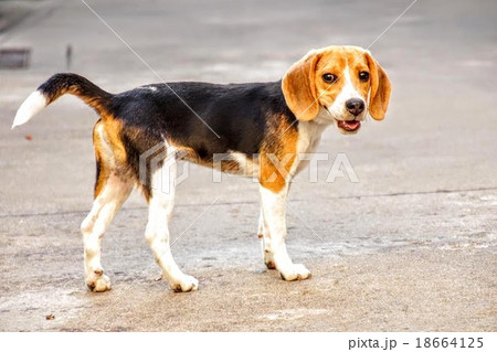 cody dog cody dog 18664125