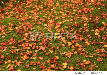 秋の源光庵（鷹峯）　京都 18664446