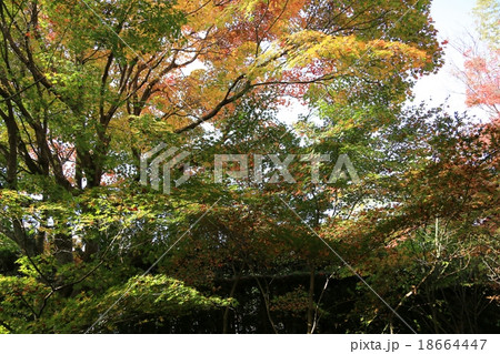 秋の源光庵(鷹峯) 京都 秋の源光庵(鷹峯) 京都 18664447