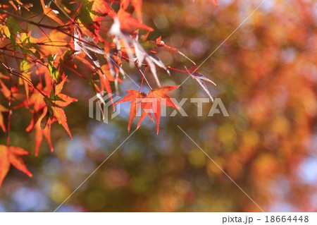 秋の源光庵（鷹峯）　京都 18664448