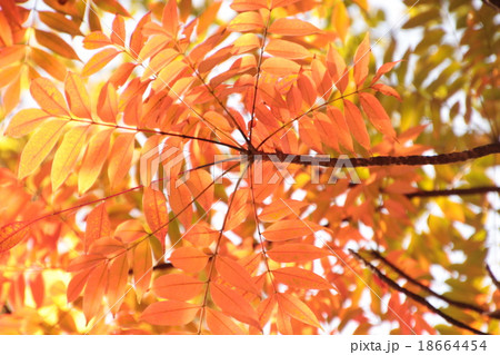 紅葉 18664454