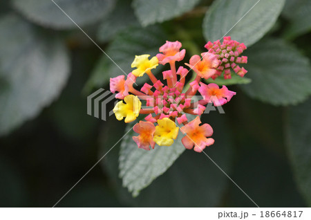 ランタナ 18664817