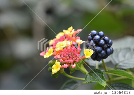 ランタナ 18664818