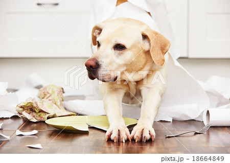 Naughty dog 18664849