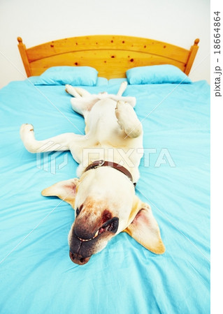 Dog is lying on the bed 18664864