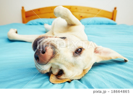 Dog is lying on the bed 18664865