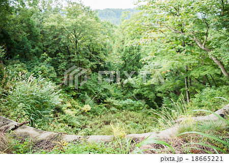 田舎の裏山 18665221