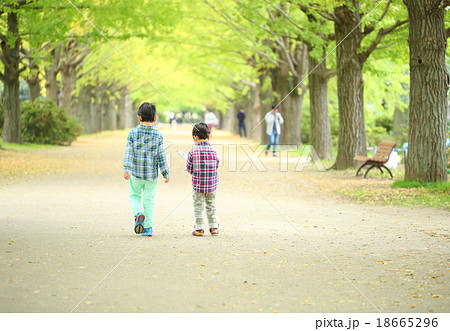 イチョウ並木を歩く子供達の後姿の写真素材