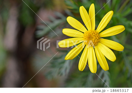 ユリオプスデージー 18665317