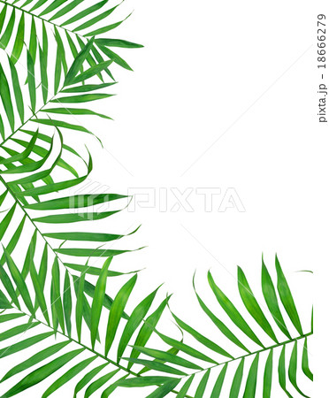Green leavas of fern over white background Green leavas of fern over white background 18666279