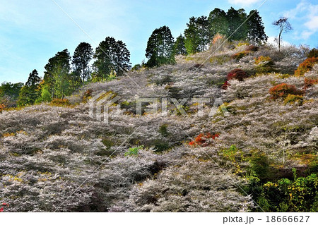 小原の四季桜 小原の四季桜 18666627