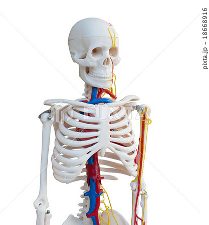 skeleton skeleton 18668916