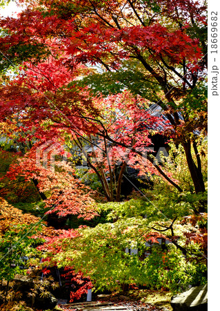 紅葉１２ 18669682