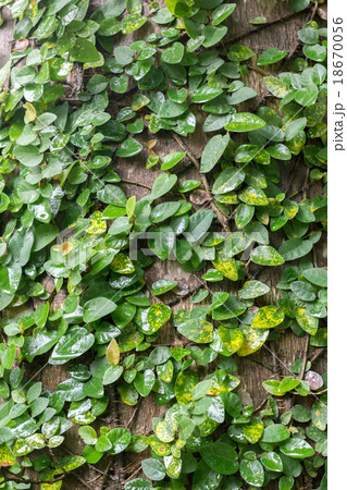 climbing fig wrapped around tree in rain forest.  18670056