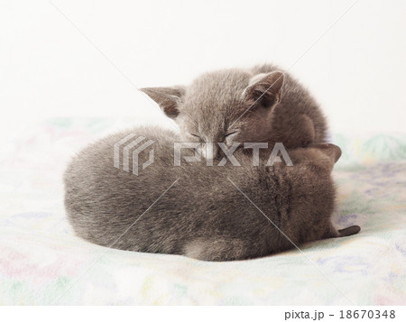 眠る2匹のロシアンブルーの子猫 18670348