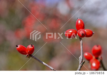 花水木の実 18670858