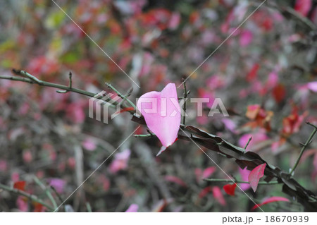 紅葉したニシキギの枝に載ったサザンカの花びら 18670939
