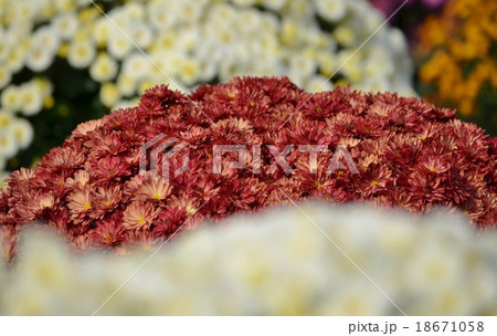 ぼけとザル菊 18671058