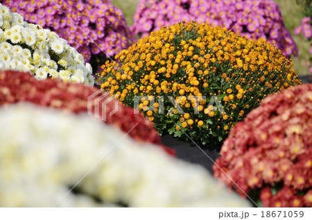 密集のざる菊 18671059