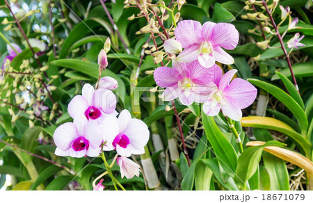 purple orchid in the garden 18671079