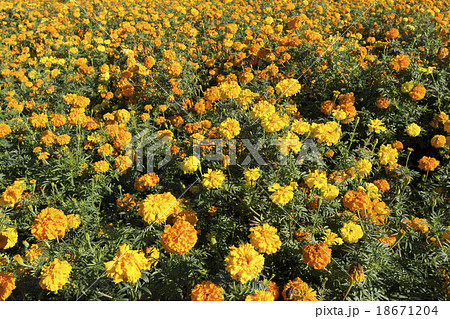 マリーゴールド マリーゴールド 18671204