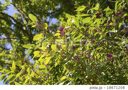 ムラサキシキブ ムラサキシキブ 18671208