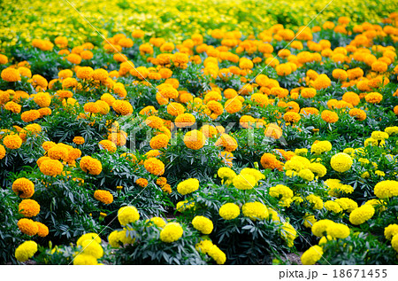 Marigold meadow in garden 18671455