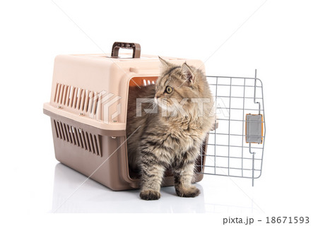 cat ponibcctyc vk pet carrier isolated  18671593