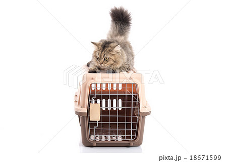 cat ponibcctyc vk pet carrier isolated  18671599