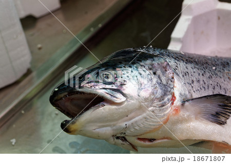 Fresh salmon of Mediterranean cooking 18671807
