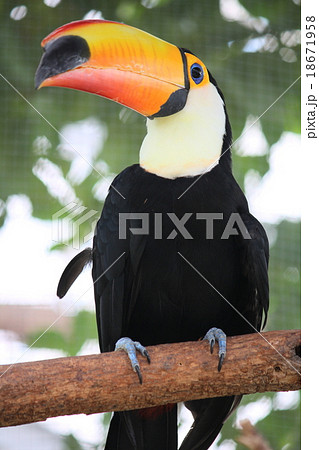 オニオオハシ 18671958